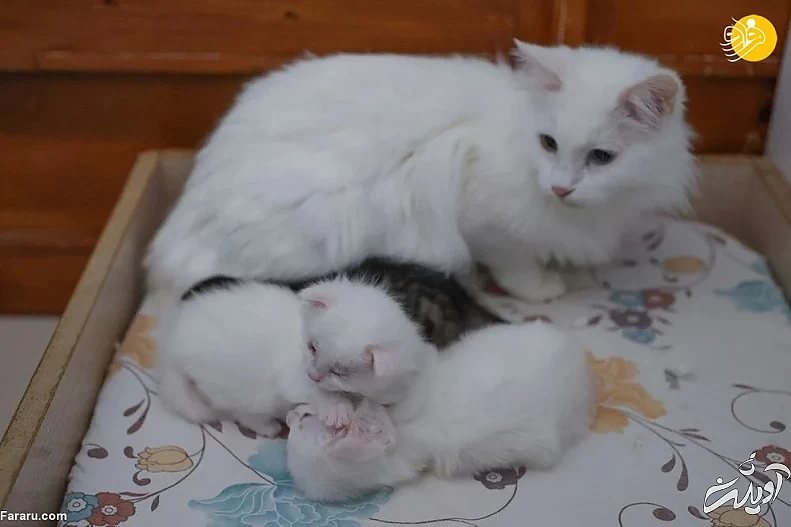 (تصاویر) ویژگیهای منحصربه فرد گربه وان